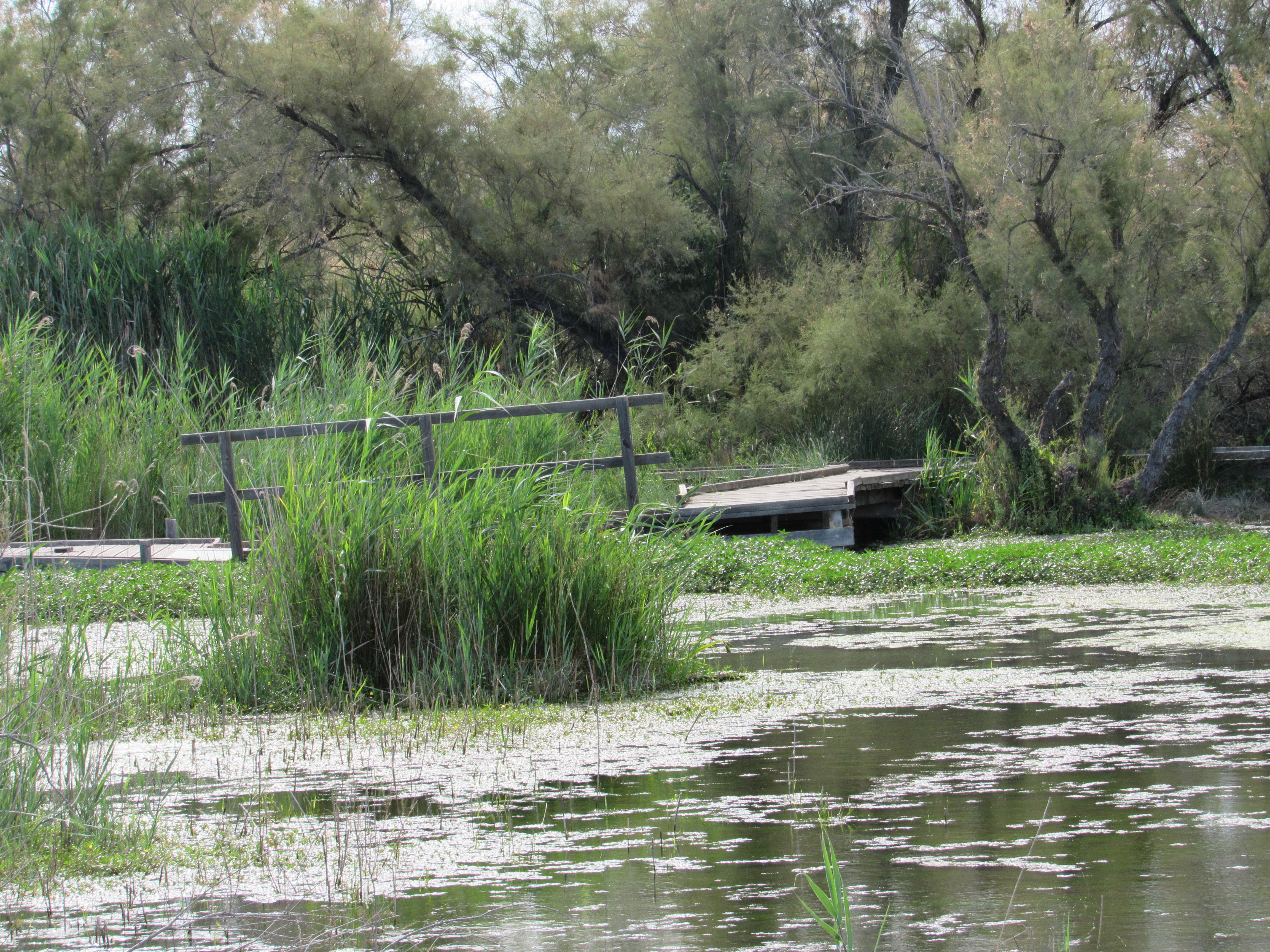 parc du scamandre camargue gallician vauvert