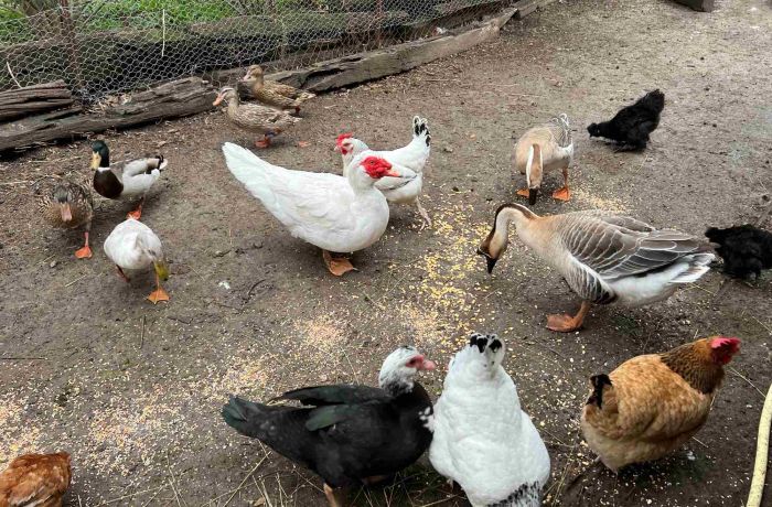 Meublé de tourisme aux Prés des Lones à Aubord animaux