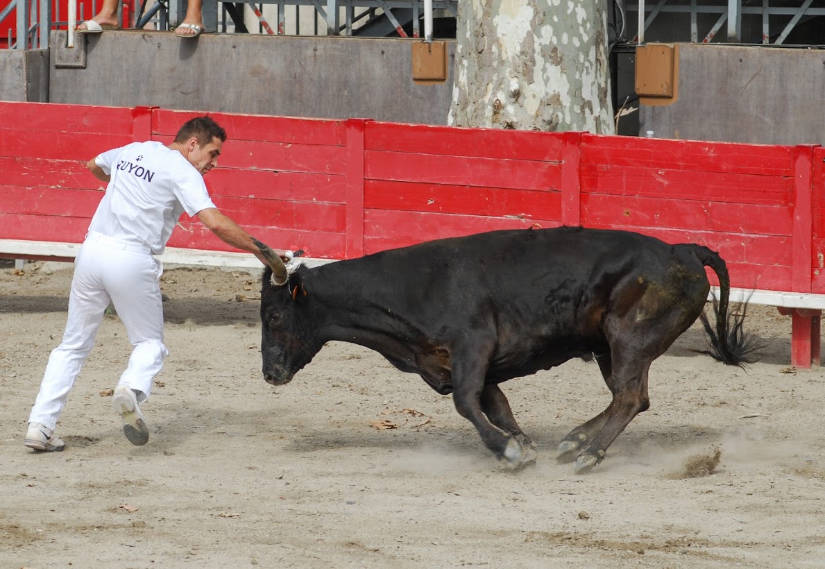 Course camarguaise - Lou Senglié Le Cailar - Lou Quila