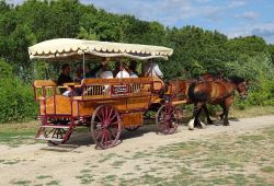 caleches de camargue