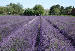 un mas en Provence bellegarde