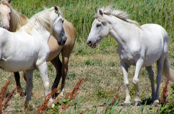 chevaux de camargue