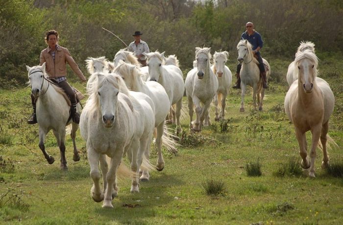 chevaux de camargue