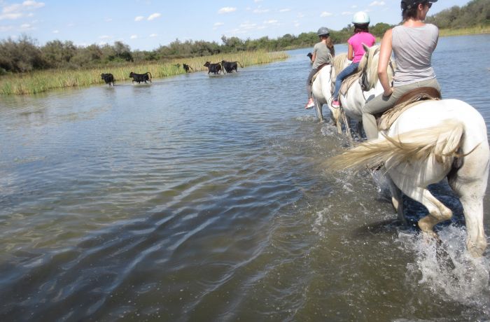 chevaux de camargue