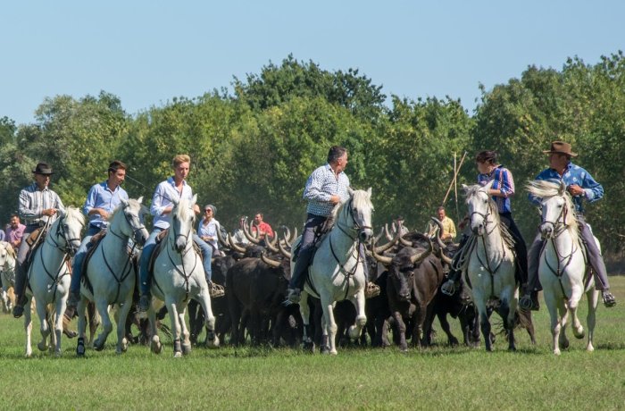 Camargue votive festival