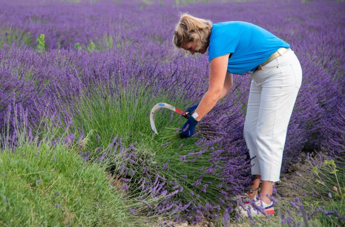 un mas en provence