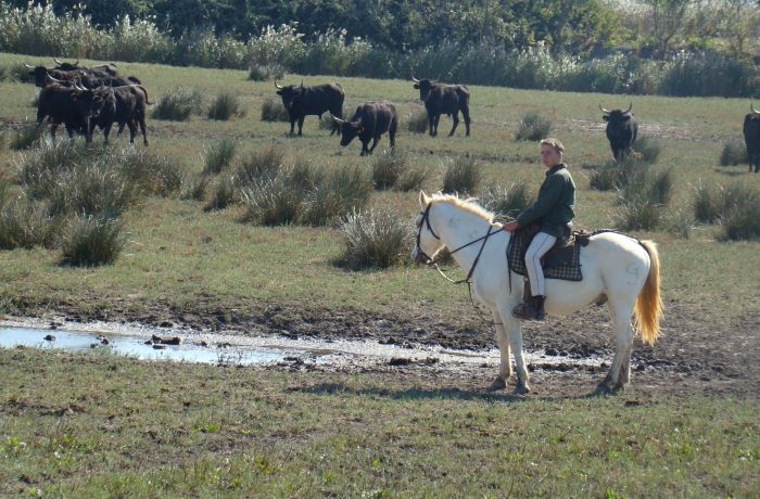 camargue gardoise