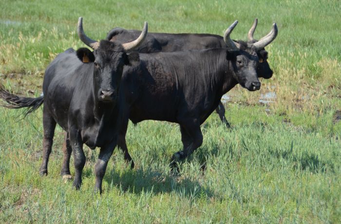 camargue d'antan 4x4 franquevaux