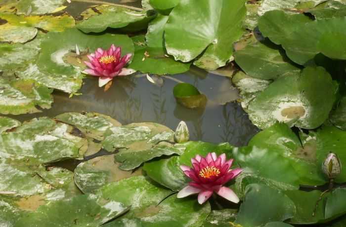 Centre of the Scamander gallician