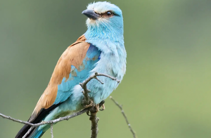 Centre of the Scamander gallician