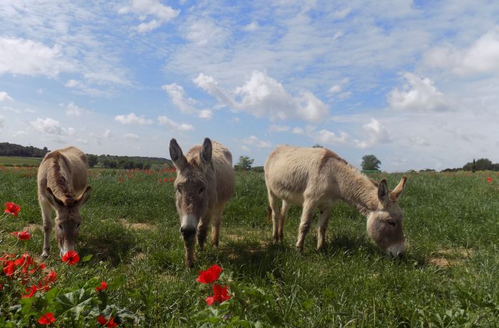 Au pas de l'ane calvisson