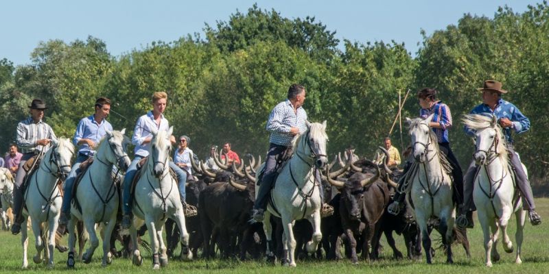 fête le cailar